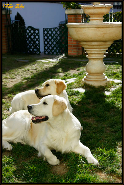 perro golden retriever villa ellie